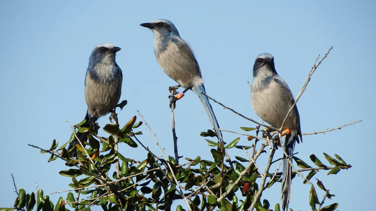 Florida Scrub-Jay demonstrating characteristic tameness and curiosity, illustrating conservation research opportunities